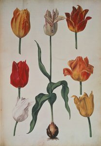 Tulipas: da coleção de flores à natureza desenhada (coleção de flores da natureza) c.1630